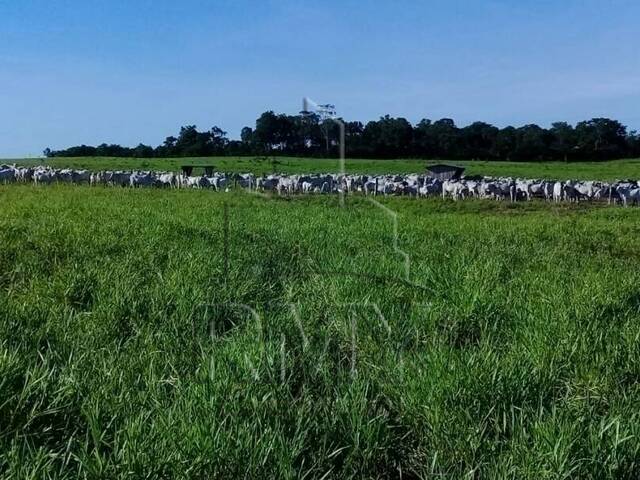 Venda em Zona Rural - Poconé