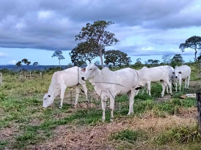 #Cleide - Fazenda para Venda em Cuiabá - MT - 1