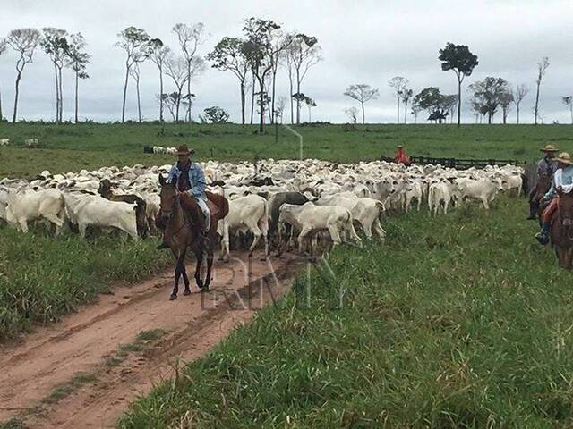 #PauloCesar - Fazenda para Venda em Cuiabá - MT - 1